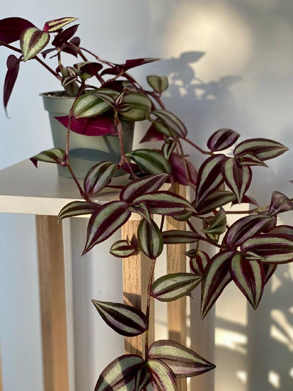 Традесканция зебрина в горшке