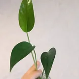 Комнатные растения, черенки 5