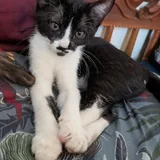 Кошка Пандора, котёнок 6