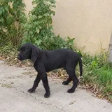 Щенок Милли ищет постоянную семью 4