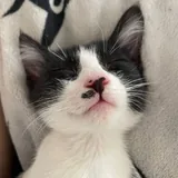 Котёнок-мальчик до трёх месяцев 1
