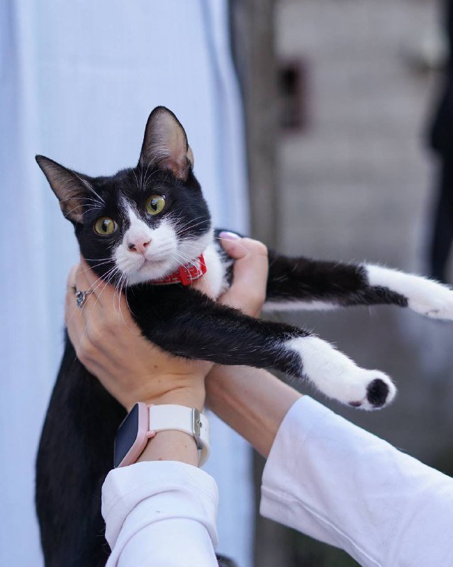 Котенок Вишенка для принятия в семью