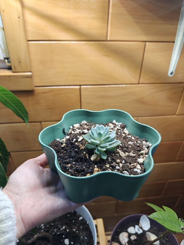 Суккулент эхеверия