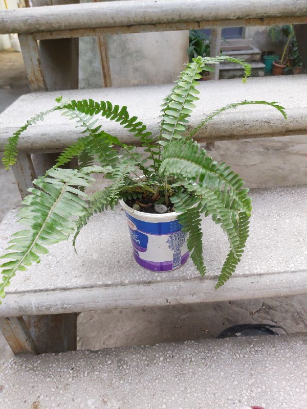 Папоротник