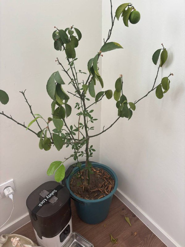 Цветы и горшки 3