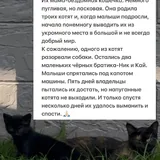 Котята Ник и Кай 4