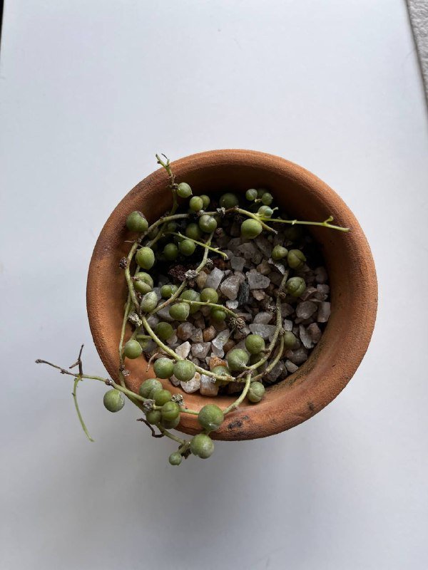 Крестовник Роули в глиняном горшке