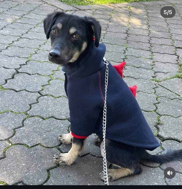 Щенок Тайтон в добрые руки