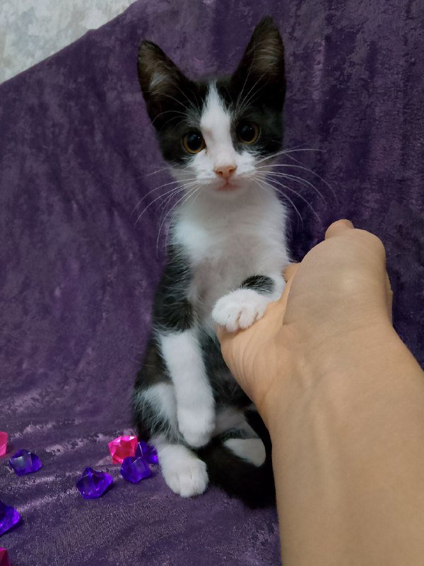 Котенок Леди для дома 2