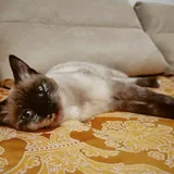 Сиамская кошка Лулу ищет дом 3