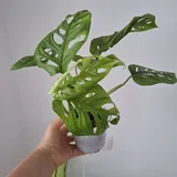 Кактусы, суккуленты, комнатные растения, монстеры, руэллия 2