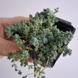 Суккуленты, монстера, калатея 7