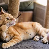 Рыжий котёнок Батон 1