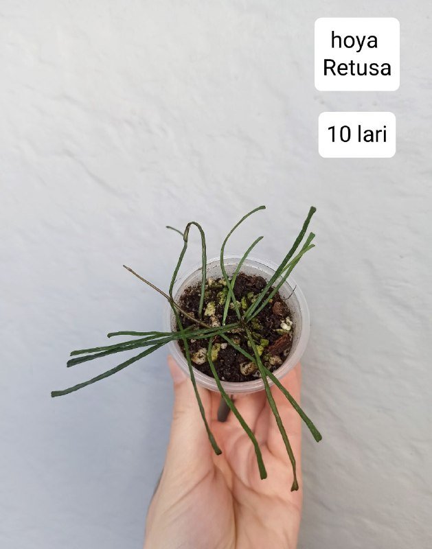 Хои и бегонии в горшках 4