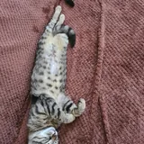 Два кота 2