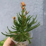 Суккуленты, каланхоэ, крассула, седум 9
