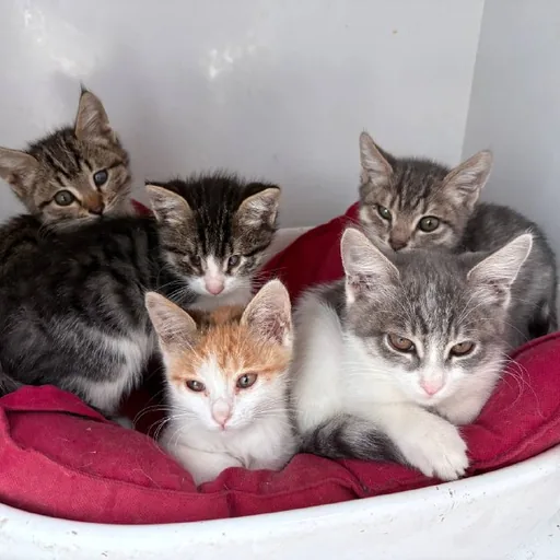Five kittens looking for loving families