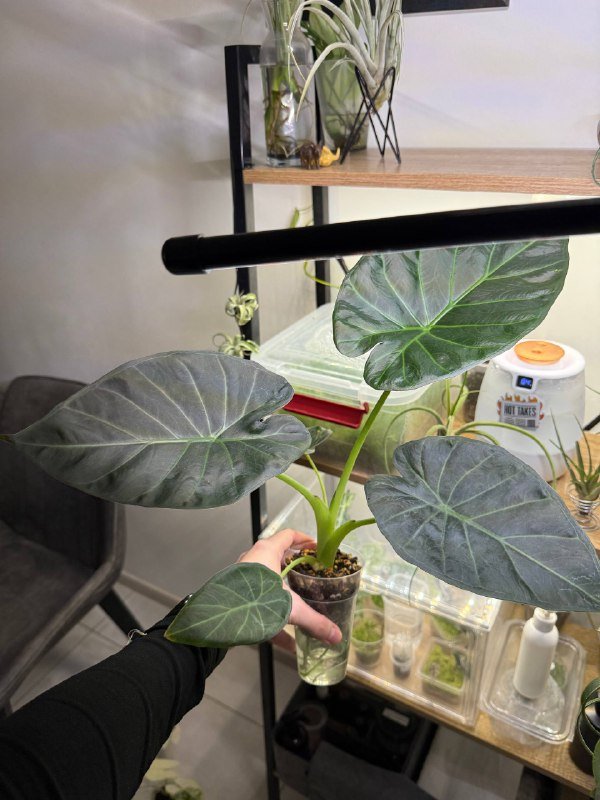 Алоказия Regal Shields 3