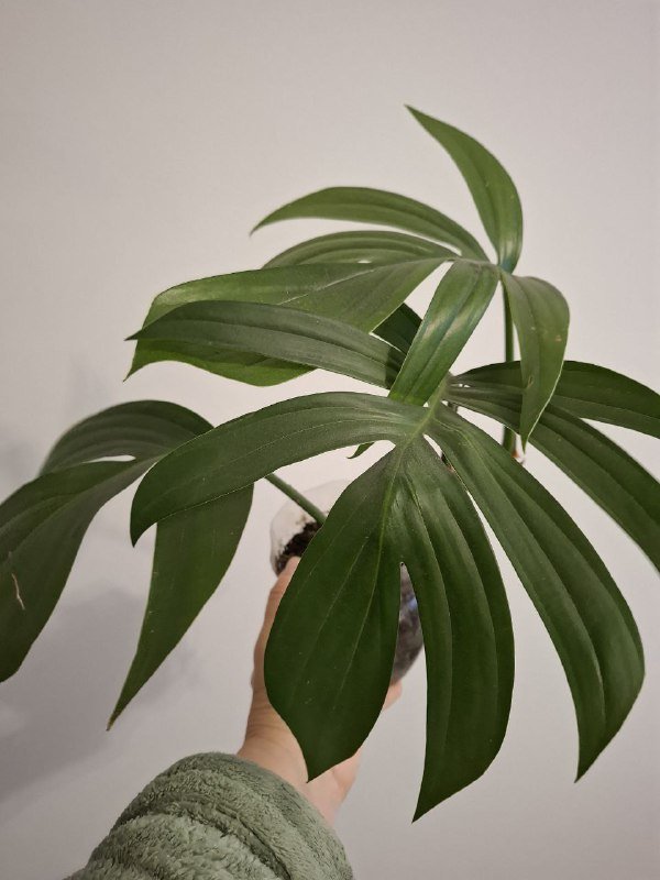 Строманты, монстеры, бегонии, суккуленты 9