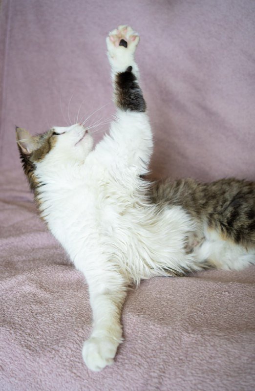 Кошка Пупся ищет семью для заботы и любви 4