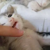 Помощь на лечение кошки 2