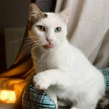 Кошка Луми ищет дом 5