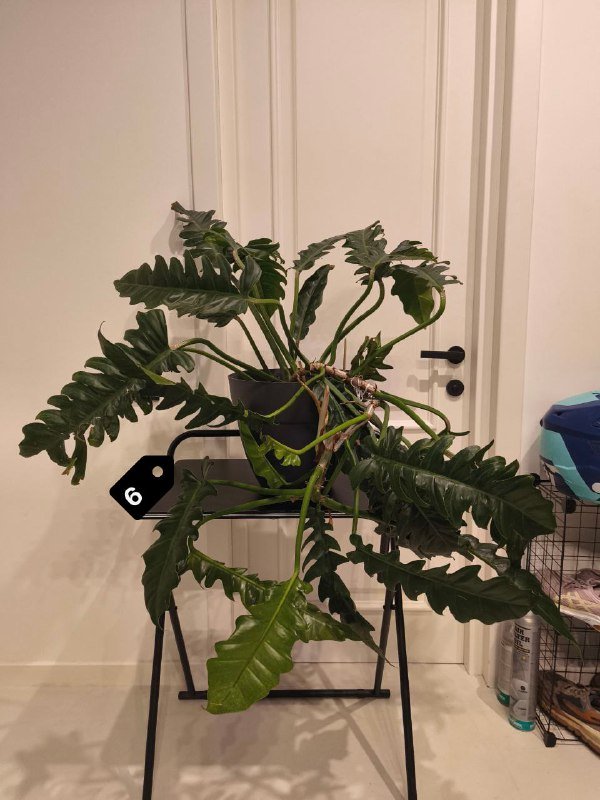 Стрелиция Николая, Замиокулькас, Монстера, Филодендроны и др. 6