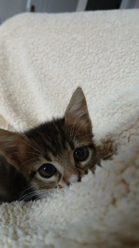 Котенок девочка Сулико ищет дом 7