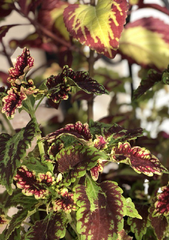 комнатное растение колеус два вида вместе