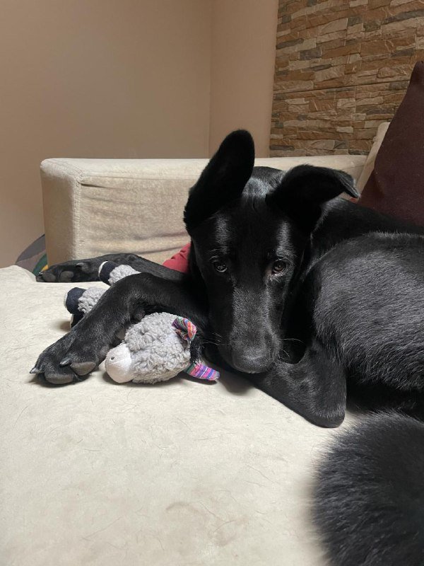 Собака 10 месяцев Ушки ищет дом 5