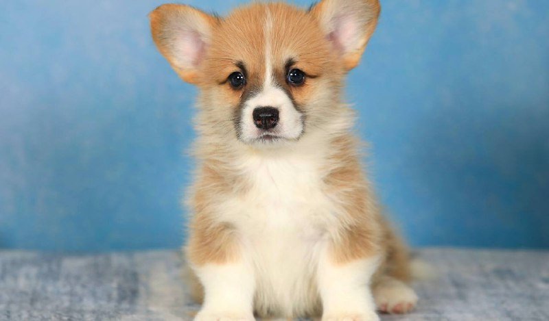 Щенок корги Матисс Анри 3