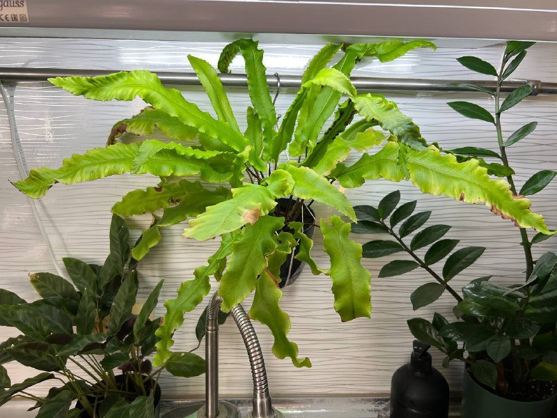 Орхидеи мини, Папоротник, Замиокулькас 4