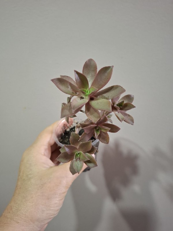 Портулак, суккуленты, папоротник, оттона, фикусы 4