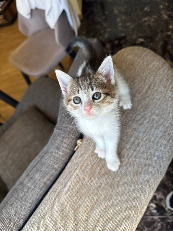 Котята мальчик и девочка 3