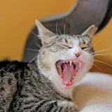 Кошка Грета 3