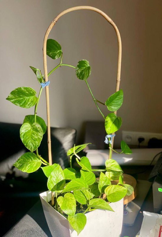 Домашнее растение Эпипренум в горшке на опоре 2