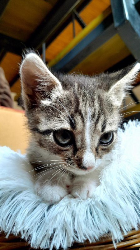 Мини котенок мальчик табби и белый