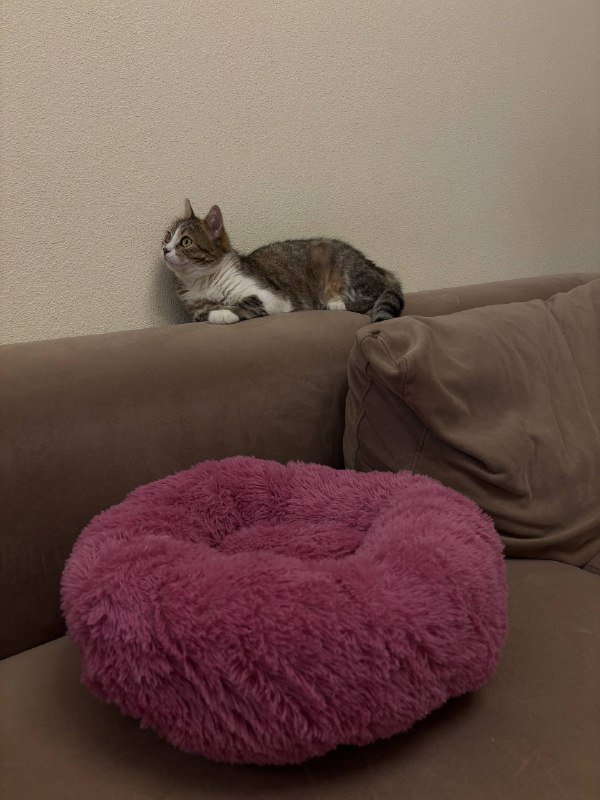 Лежанка для животных