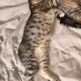 Котенок 4