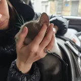 Котик 3