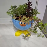 Суккуленты 9