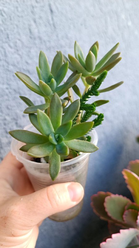 Крассула Голлум, Граптоседум, Каланхоэ и другие растения 2