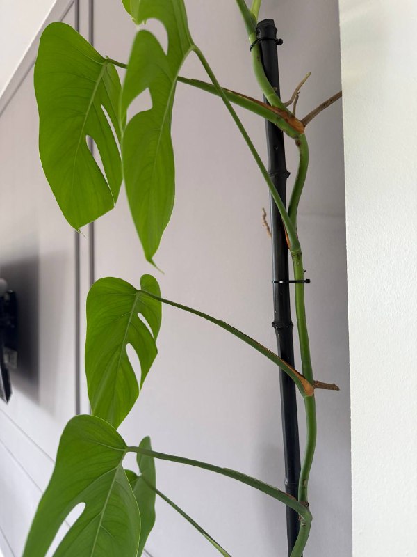 Монстера с кашпо-подставкой 5