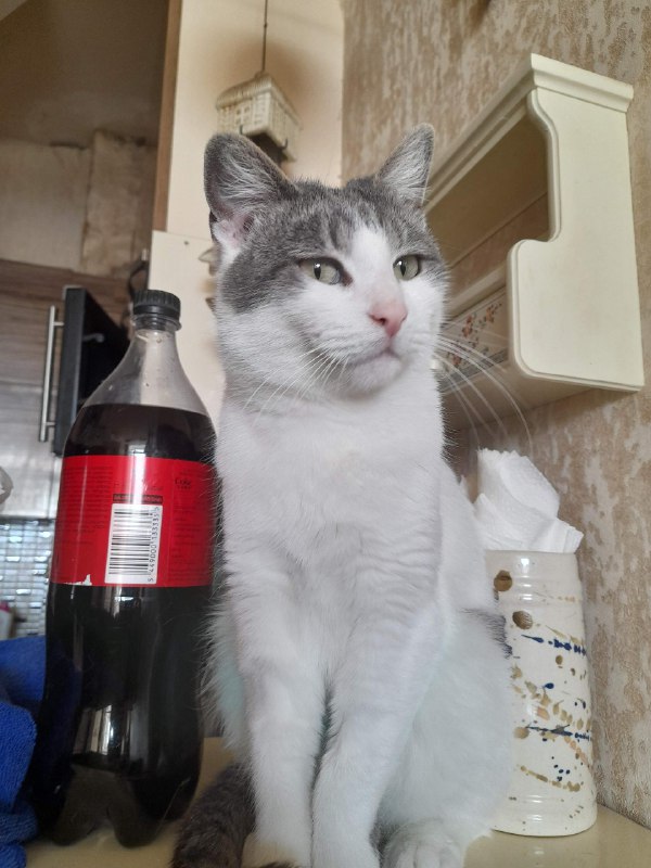 Кошка Мышка ищет дом 3