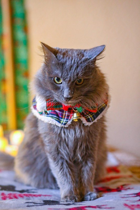 Ландыш и Шафран котики ищут дом