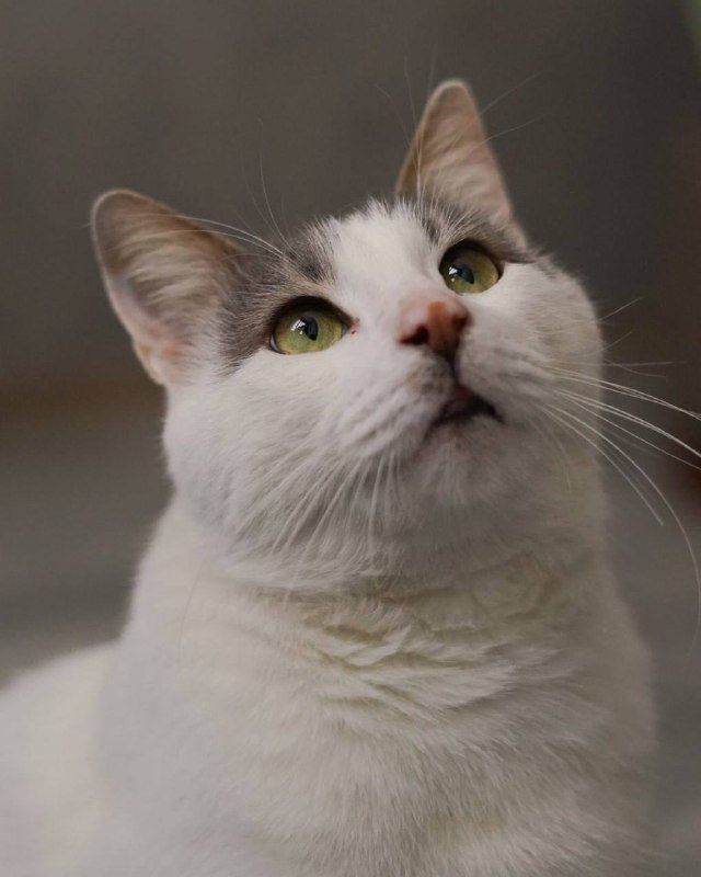 Кот Тоторо для дома и уюта