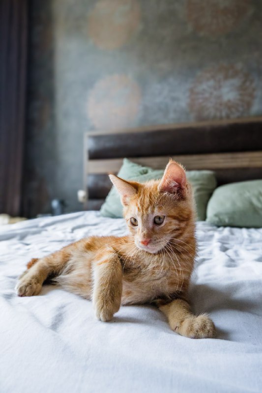 рыжие котята мальчики 9