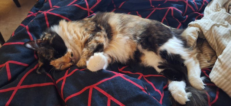 Трёхцветная кошка Юми ищет дом 4