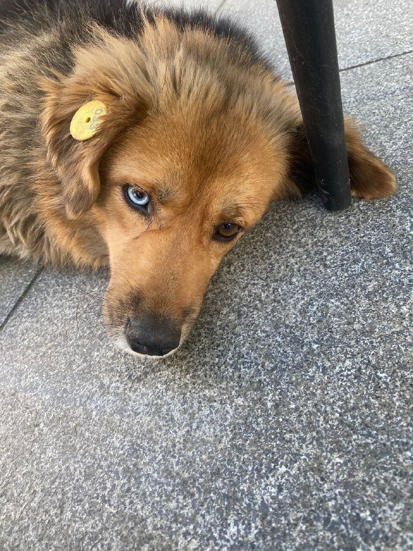 Милая собака в районе Next White, Батум