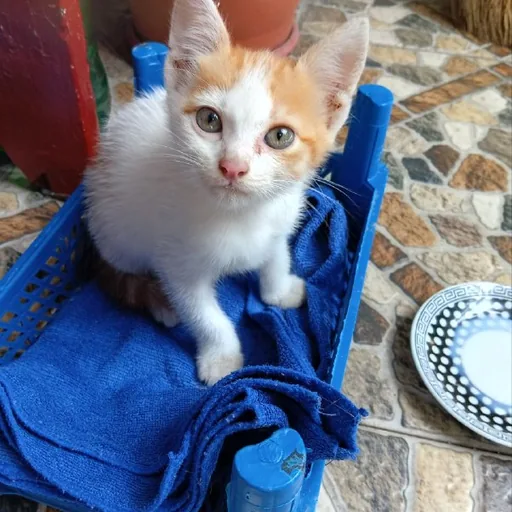 Котенок